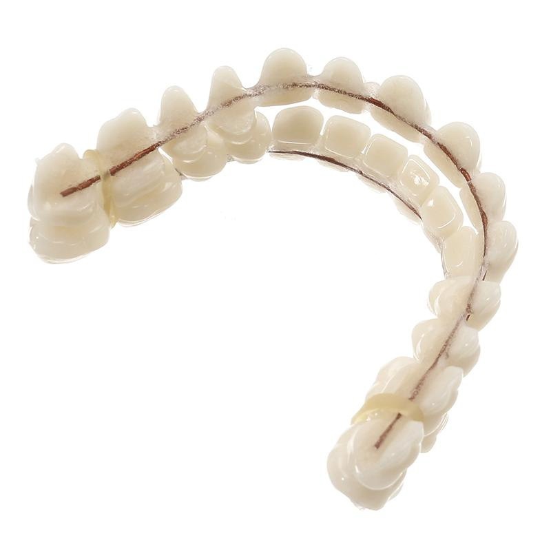 Dental Teaching Materials Double Row Plastic Cavities Simulated Denture Dentition Model