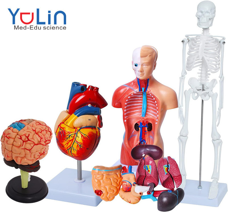 Human Anatomy Models Bundle Set Brain Human Torso Body Heart Skeleton model Anatomy Models for Physiology Students