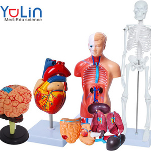 Human Anatomy Models Bundle Set Brain Human Torso Body Heart Skeleton model Anatomy Models for Physiology Students