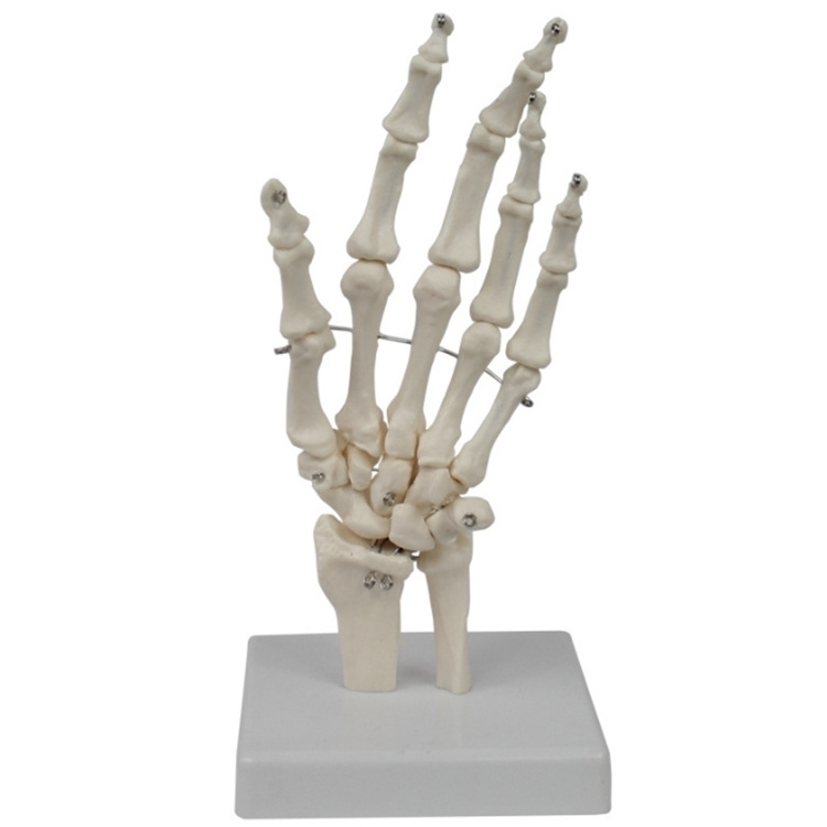 medical science hot sale Life-Size Hand Joint with Ligaments Anatomical Model with best price