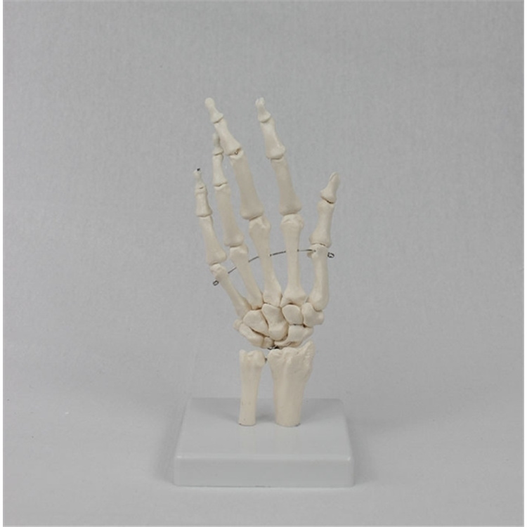 medical science hot sale Life-Size Hand Joint with Ligaments Anatomical Model with best price