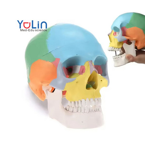 Didactic Colored Human Skull  Model Medical Life Size 3 Parts Colorful Human Skull Model Skeleton Removable Skull