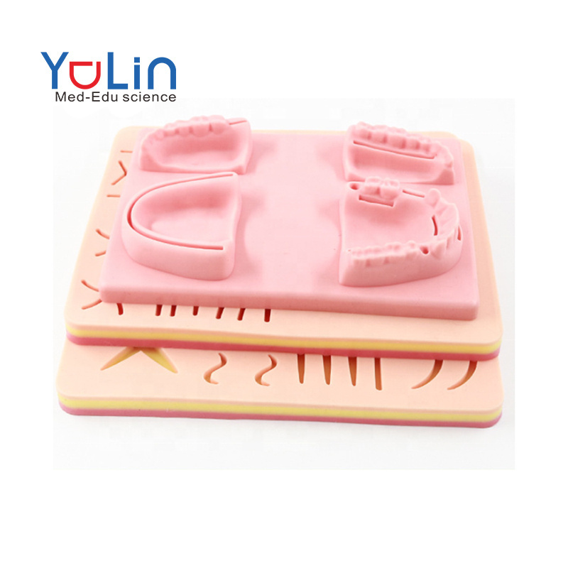 Scientific medical anatomy model human skin model new medical suture pad college teaching equipment