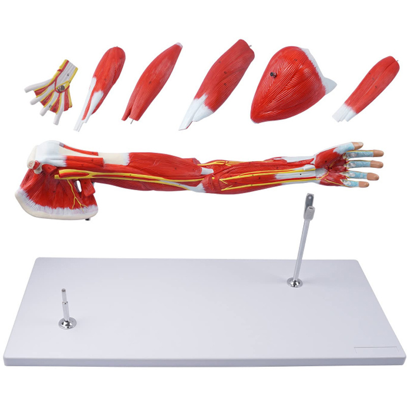 76cm Muscle anatomy model of human upper limb muscle structure model of human motor system