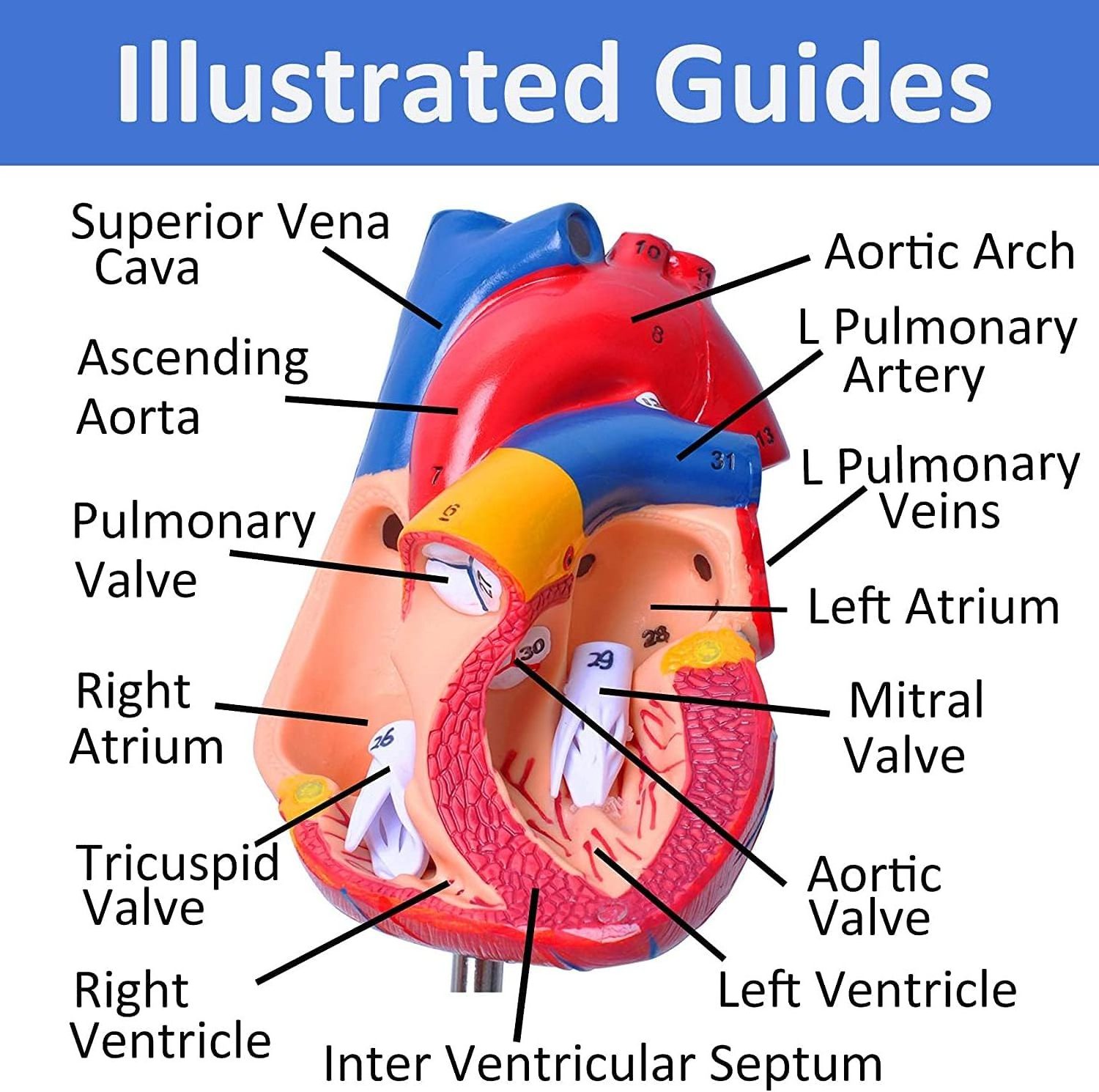 Human Anatomy Models Bundle Set Brain Human Torso Body Heart Skeleton model Anatomy Models for Physiology Students