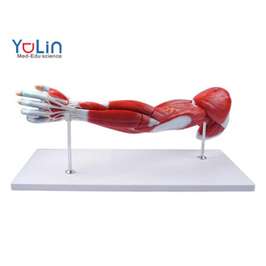 76cm Muscle anatomy model of human upper limb muscle structure model of human motor system