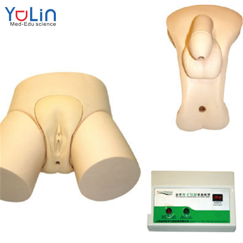 Medical science model human anatomy male and female new electronic catheterization and enema teaching practice model