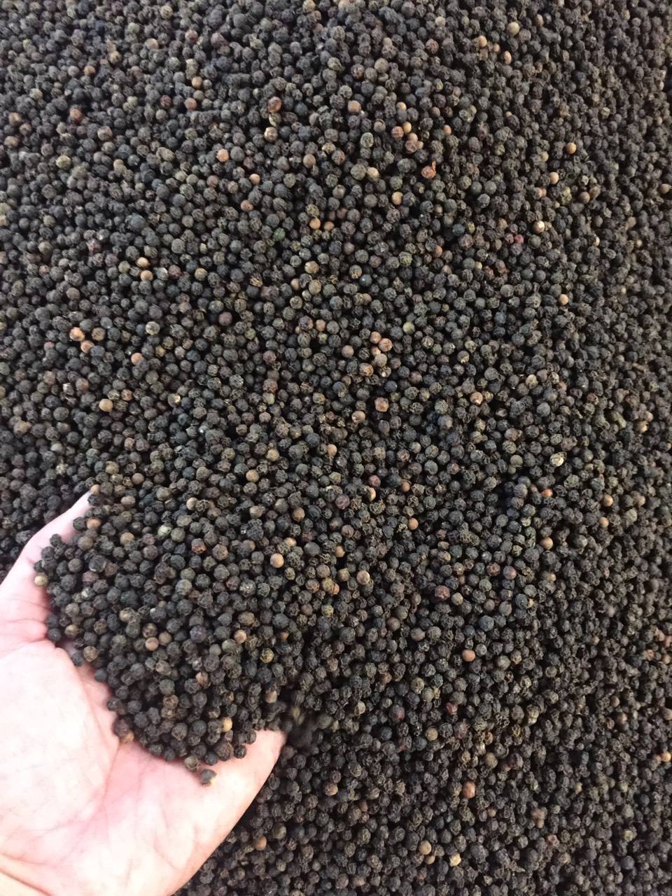 Best price black pepper 580/570/550/500 gl international black pepper prices