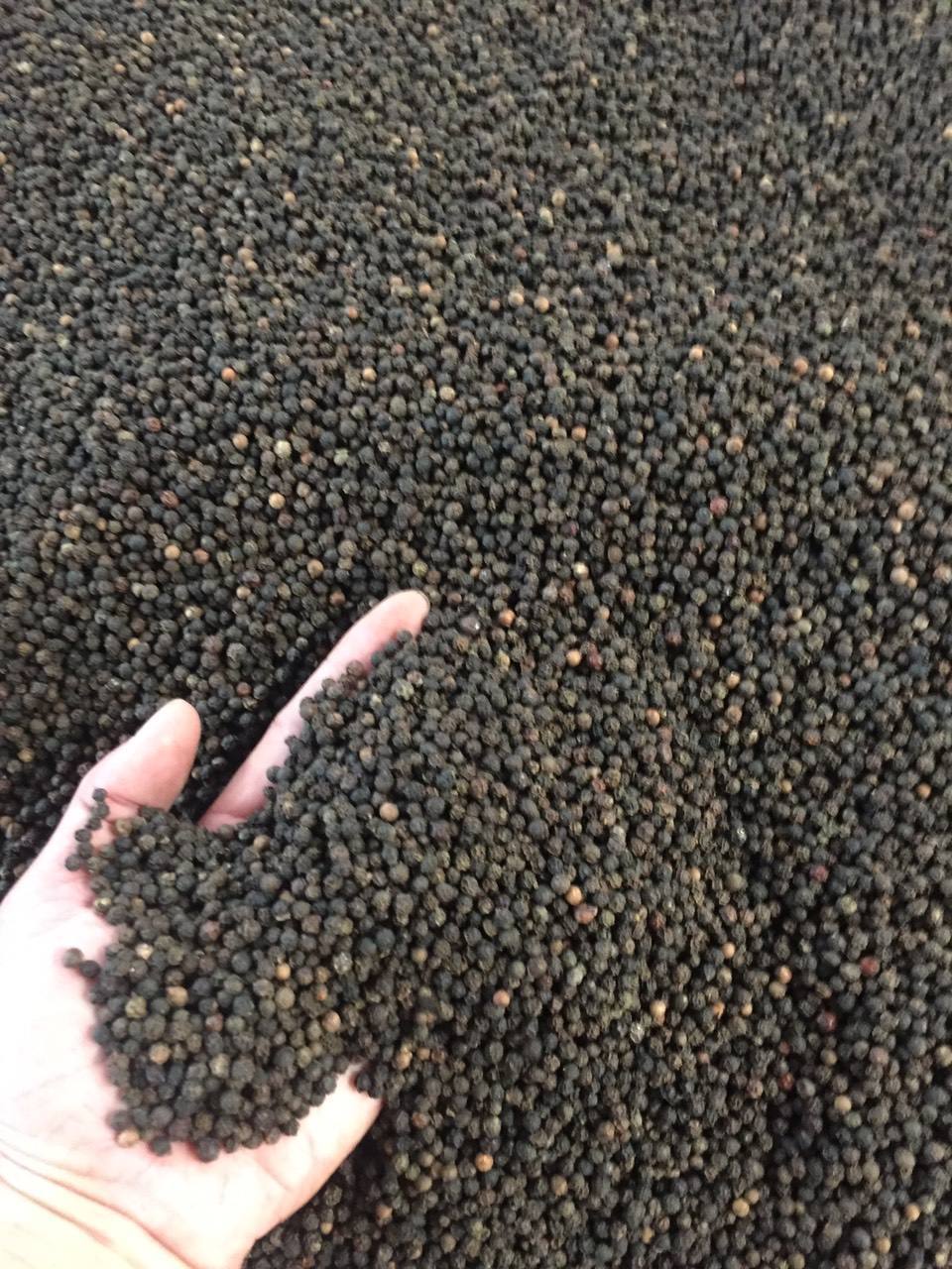 Best price black pepper 580/570/550/500 gl international black pepper prices