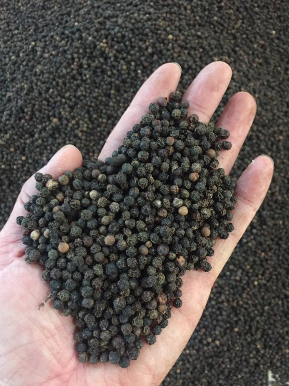 Best price black pepper 580/570/550/500 gl international black pepper prices