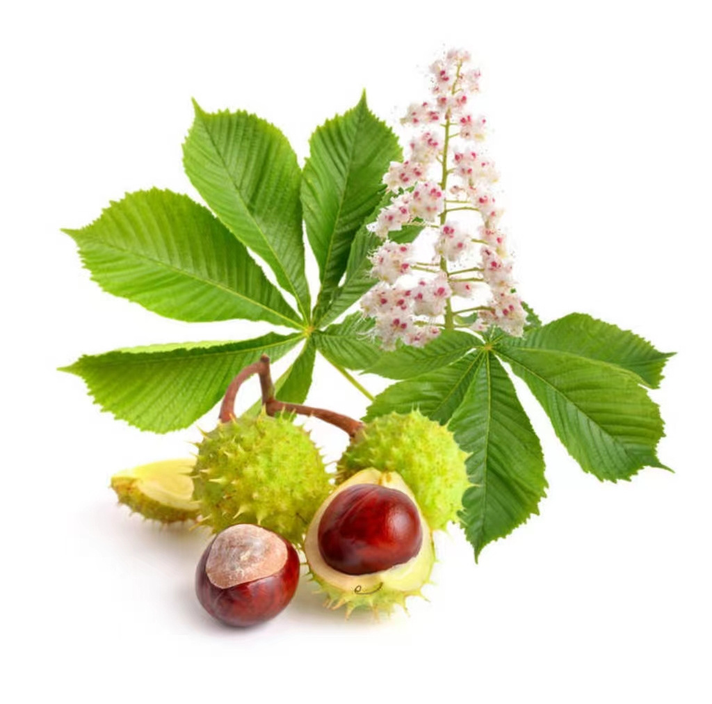 Factory Supply  Horse Chestnut Extract Powder 40% 20% Aescin HPLC Aesculus Hippocastanum Extract