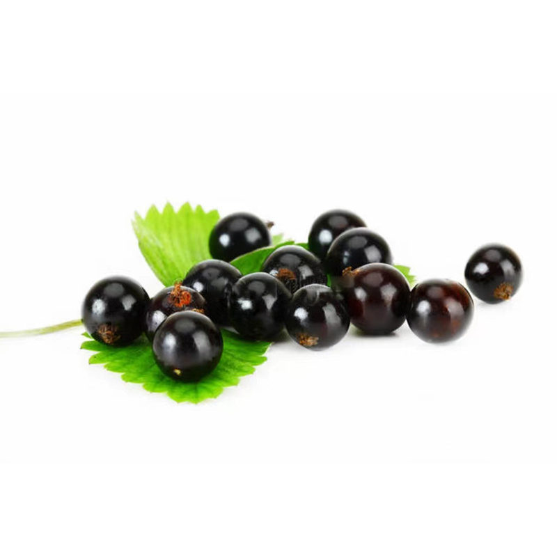 High Quality Black Currant Fruit Extract Organic Black Currant Fruit Juice Concentrate Powder