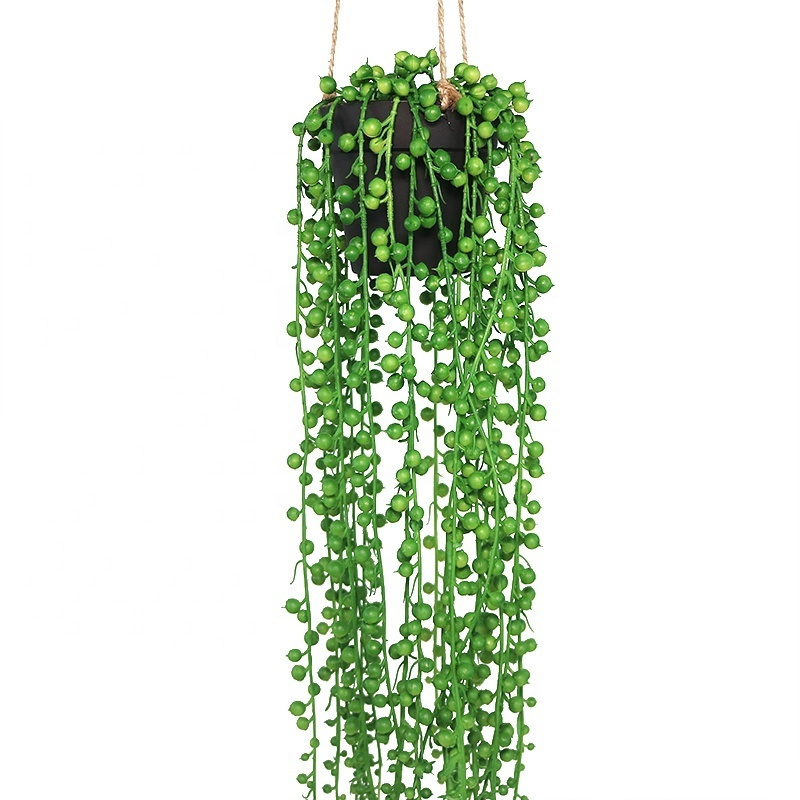 Ceiling hang mini plants for home decoration indoor decoration