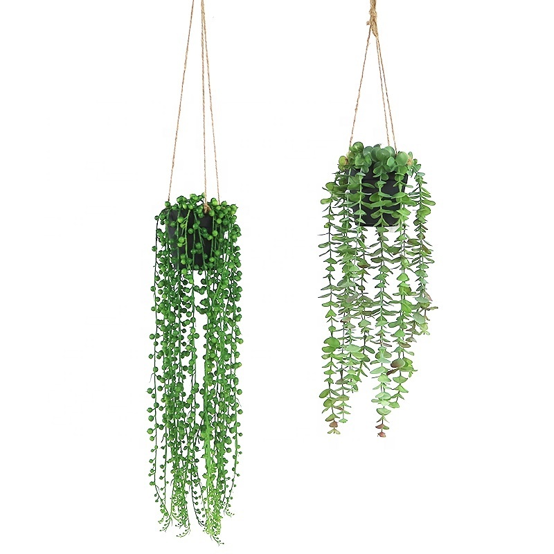 Ceiling hang mini plants for home decoration indoor decoration