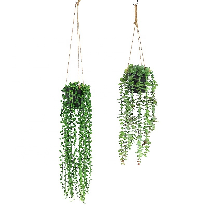 Ceiling hang mini plants for home decoration indoor decoration