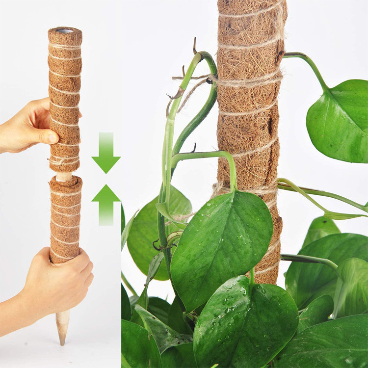 Yuncheng 30Cm 40Cm 50Cm 60Cm 70Cm 80Cm 90Cm 100Cm Pvc Latex Plant Vine Support Climbing Coco Sticks Detachable Moss Pole