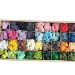 Hot Selling Natural and Real Touch Eco-friendly with Multi Colour Moss Preserved Lichen Planus Decor Moss Wall for Wedding Decor