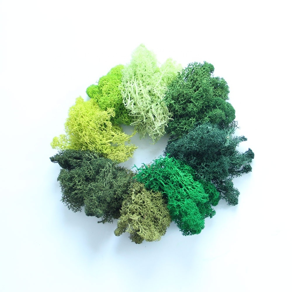 Hot Selling Natural and Real Touch Eco-friendly with Multi Colour Moss Preserved Lichen Planus Decor Moss Wall for Wedding Decor