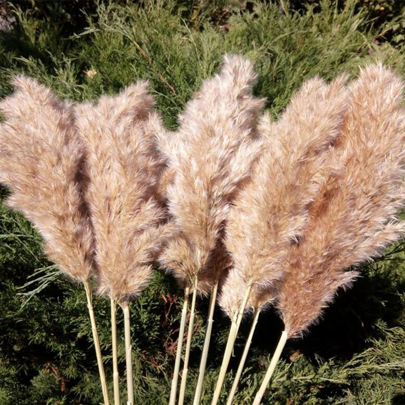 Wholesale Free Shipping Boho Wedding Home Decor Natural Dried Tall Fluffy Artificial Flower Reed Plume Luxuriant Pampas Grass