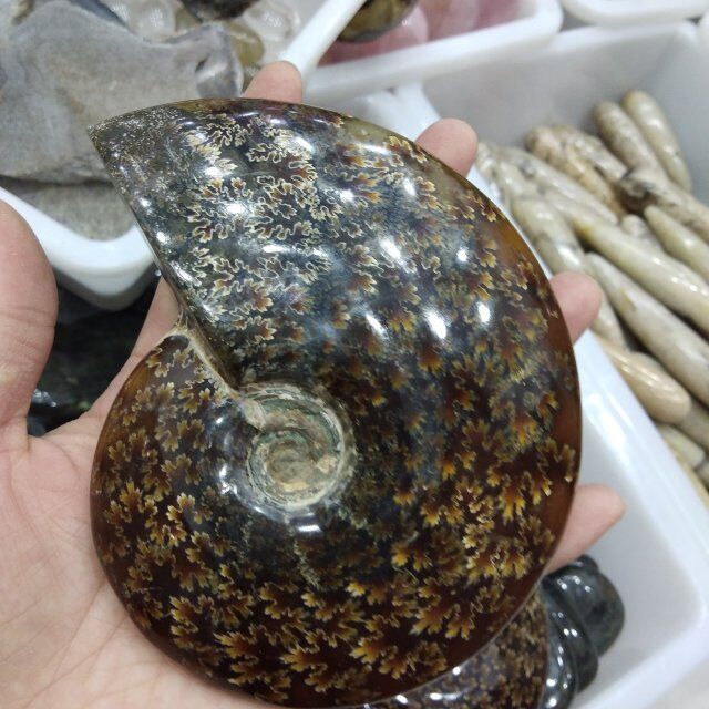 Natural Large Ammonite Fossils Stones Snail Fossils For Gift And Decoration