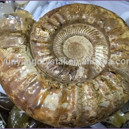 Natural Conch Polished Yellow Ammonite Fossil