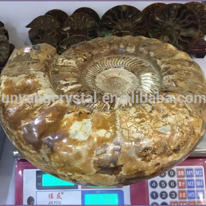 Natural Conch Polished Yellow Ammonite Fossil