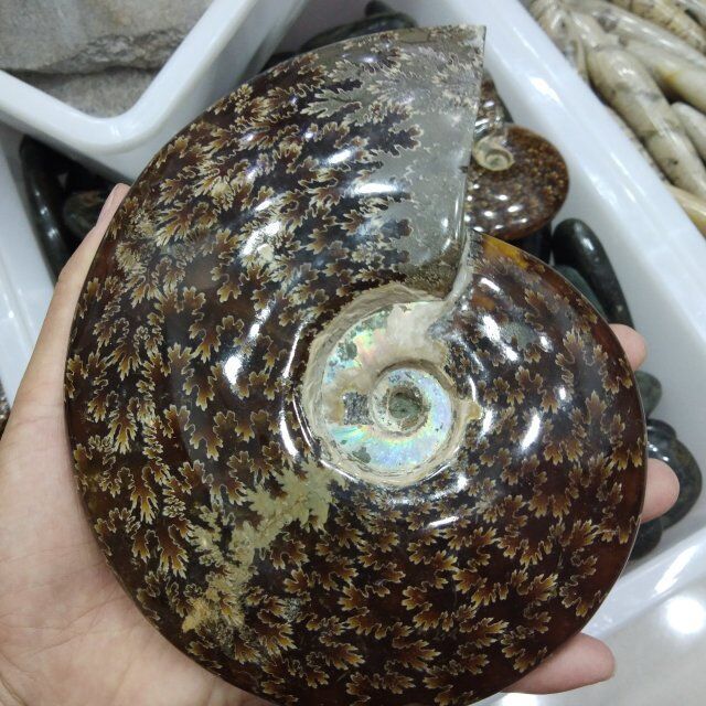 Natural Large Ammonite Fossils Stones Snail Fossils For Gift And Decoration