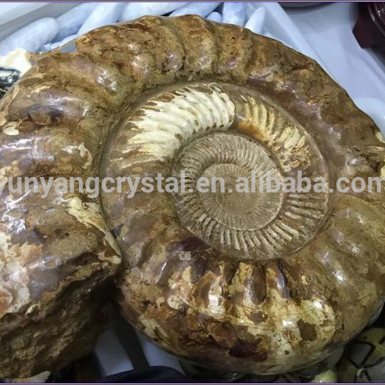 Natural Conch Polished Yellow Ammonite Fossil