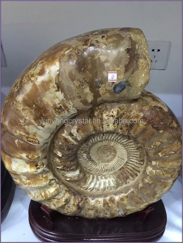 Natural Conch Polished Yellow Ammonite Fossil