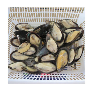 Top quality shellfish mussels half shell with 2 Years shelf life