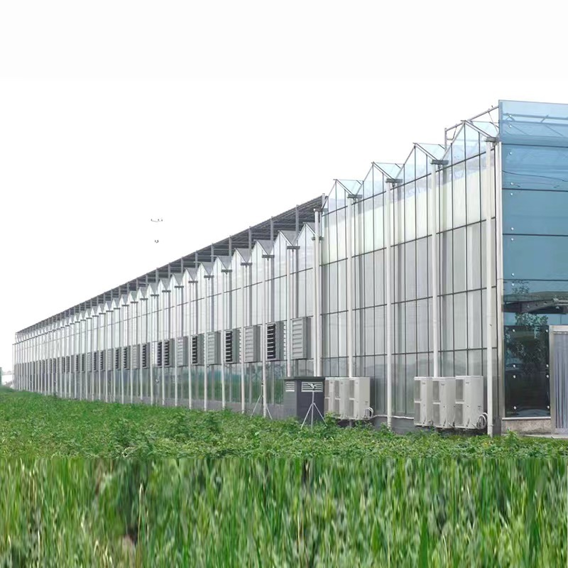 full automatic commercial venlo glass greenhouse used for flower vegetable