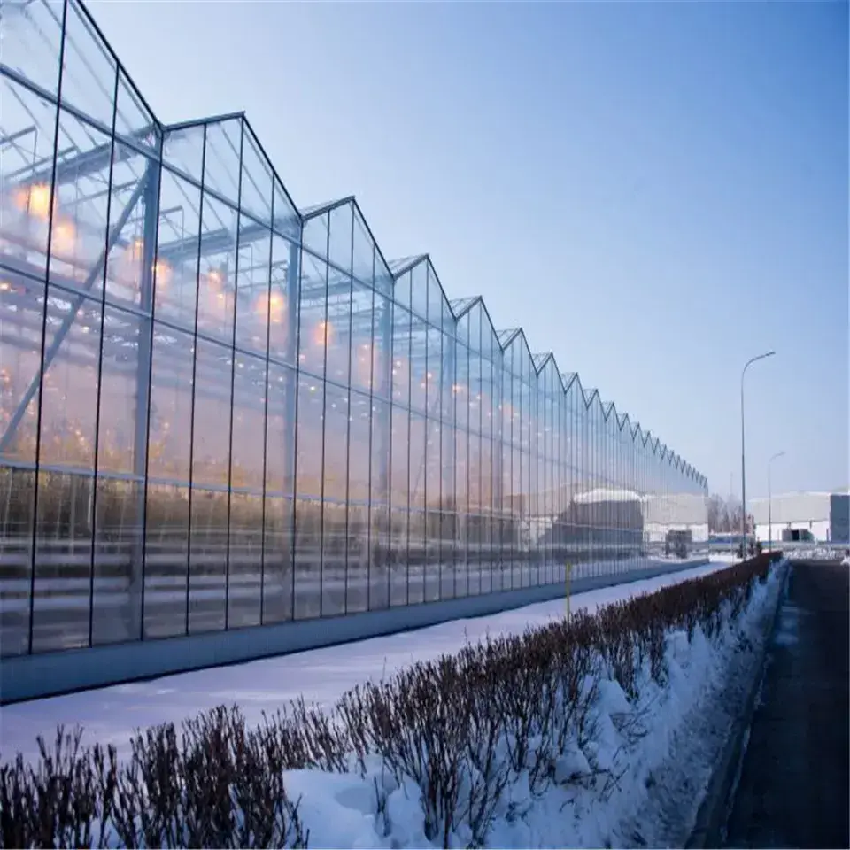 Galvanized steel structure used commercial venlo glass greenhouses for plant growth