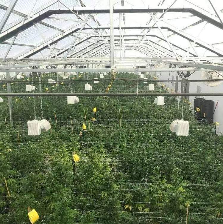 Commercial Agriculture Light Deprivation Greenhouse Usa Warehouse For Medicine Plants Growing