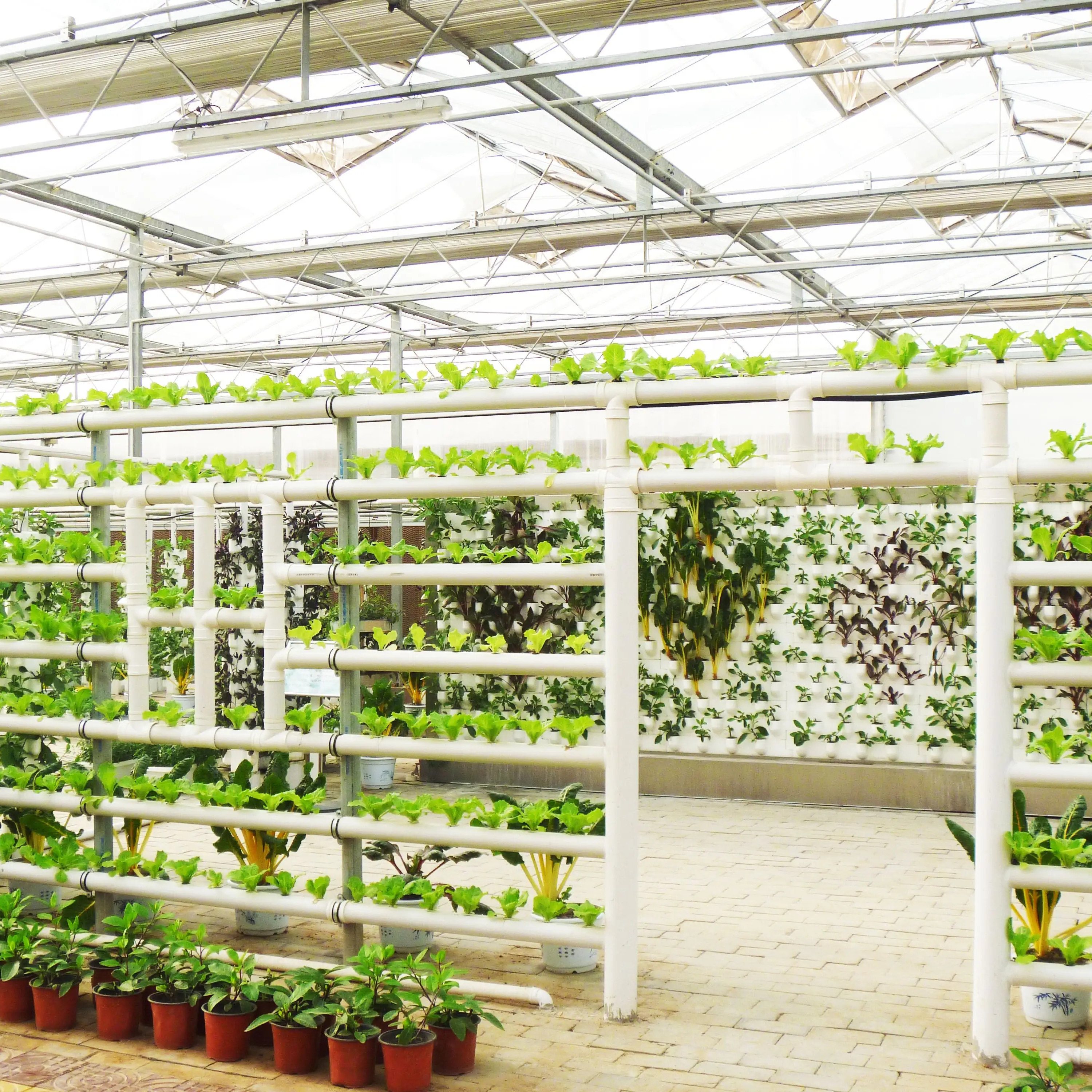 Commercial Hydroponic Glass Pc Sheet photovoltaic  Greenhouse with Tomato Growing System Large