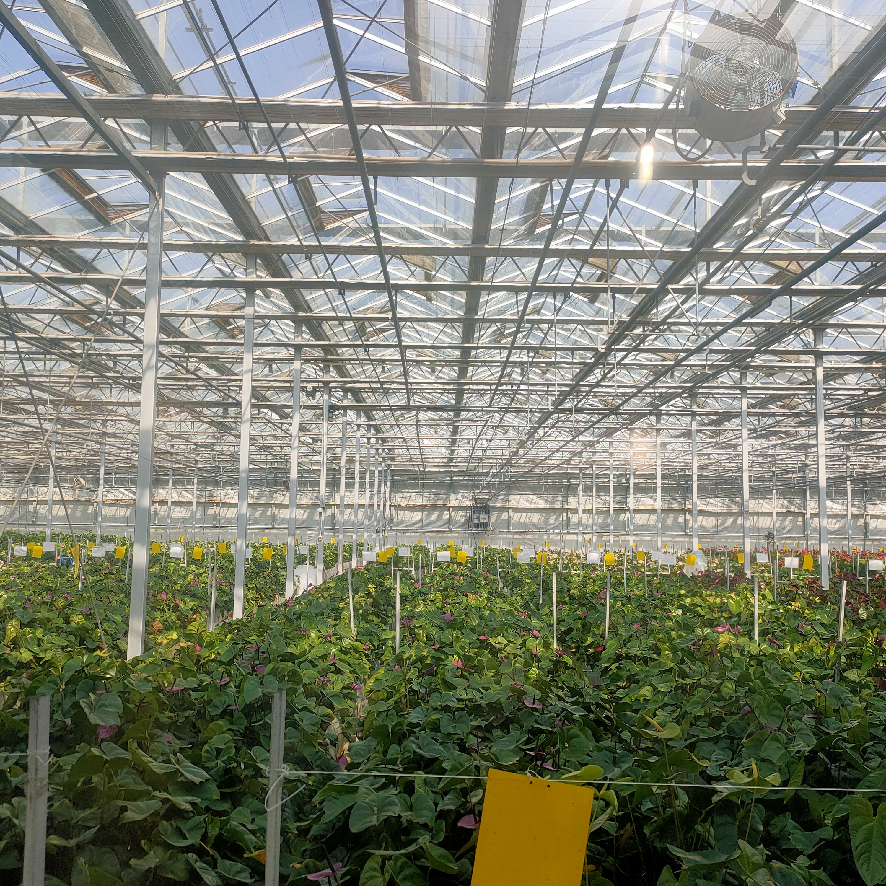 Hot sale greenhouse pipe galvanized steel greenhouse frame structure for sale