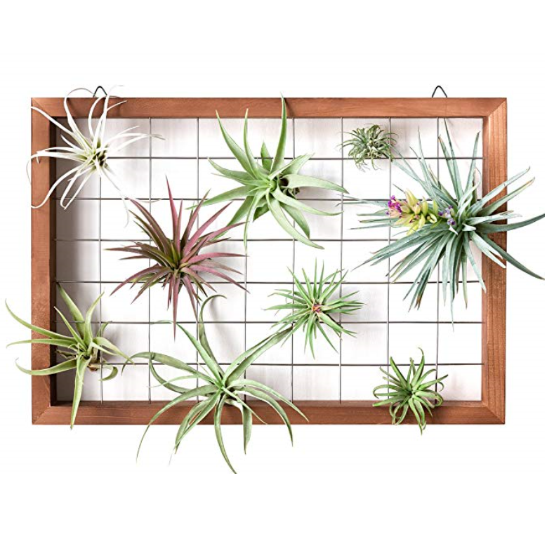 Large Air Plant Frame Hanging Airplant Holder Tillandsia Display Hanger Wooden Shelf Wall Decor for House Plants