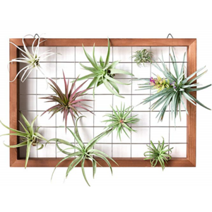 Large Air Plant Frame Hanging Airplant Holder Tillandsia Display Hanger Wooden Shelf Wall Decor for House Plants