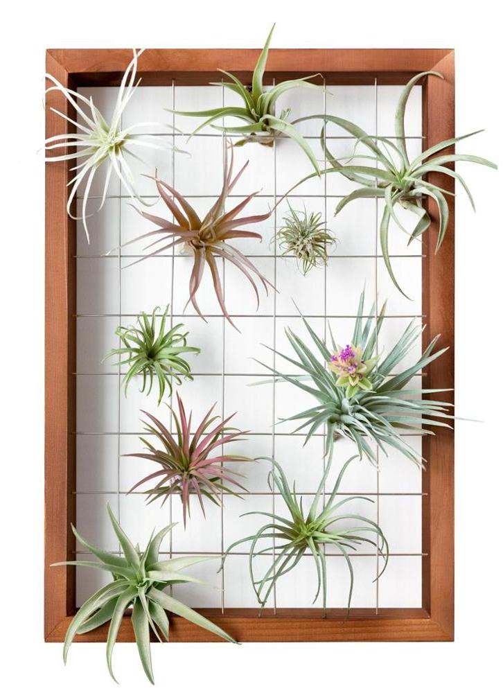 Large Air Plant Frame Hanging Airplant Holder Tillandsia Display Hanger Wooden Shelf Wall Decor for House Plants