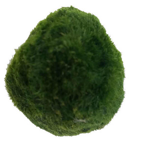 Moss Balls Fish Tank Aquarium Decorations Plants for Aquatic Pets Decorative indoor artificial plants real moss balls