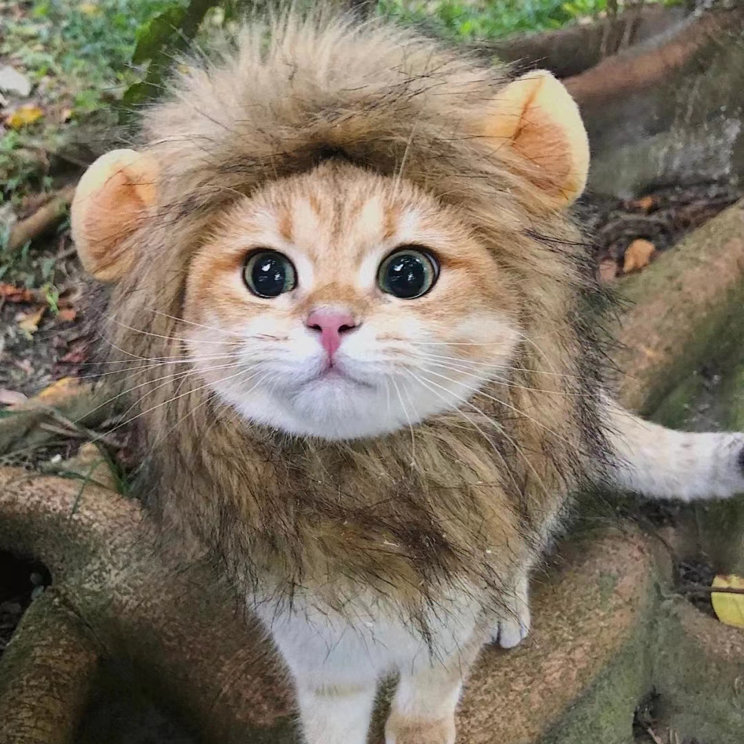 Factory Wholesale High Quality Cute Funny Pet Dress Cosplay Lion Mane Wig Hat for Cat Dog Halloween Pet Accessories