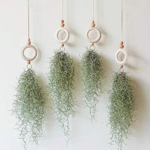 Nordic Indoor Hanging Fabric Woven Macrame Tillandsia Plant Hanger Air Fern Plant Holder Wall Gardening Accessories