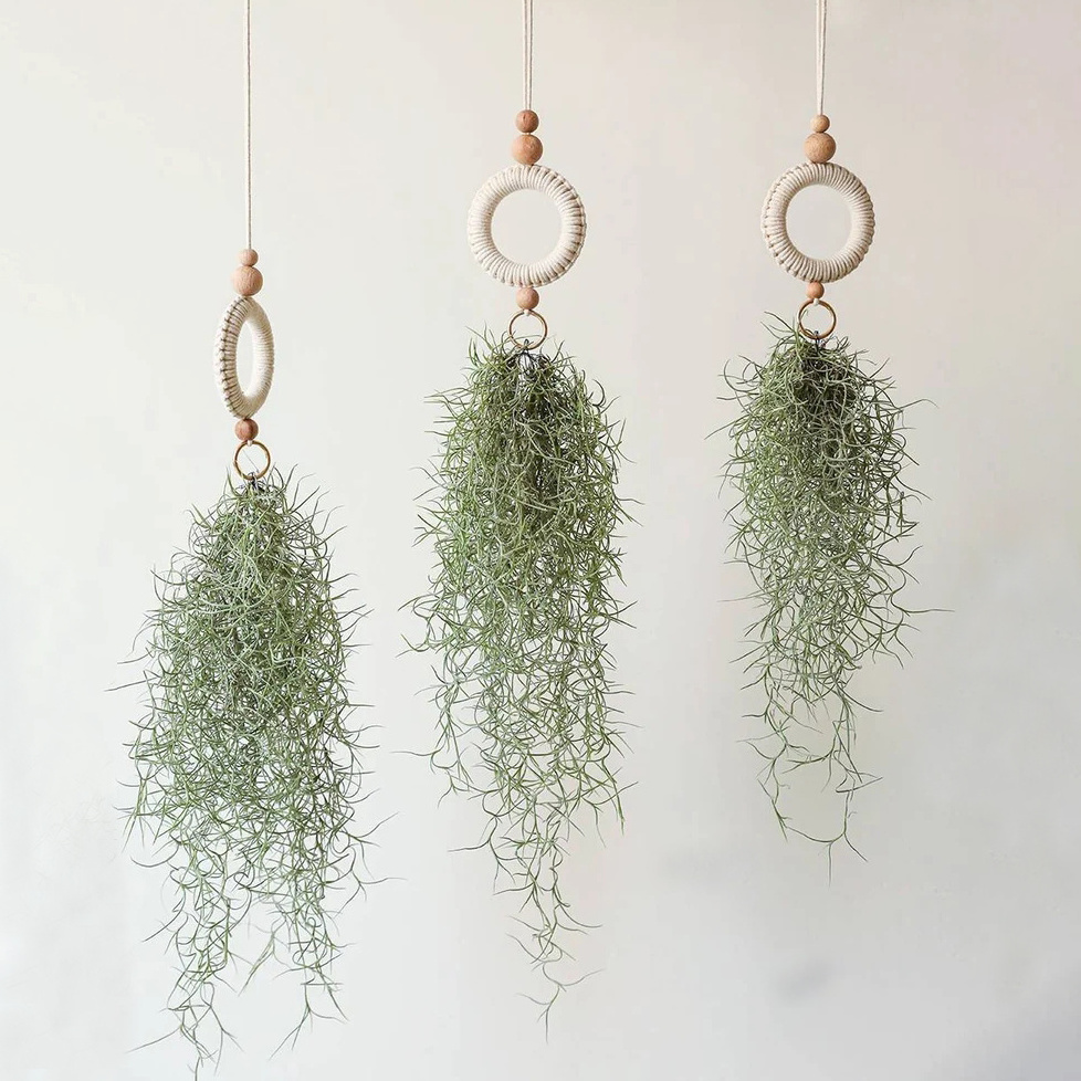 Nordic Indoor Hanging Fabric Woven Macrame Tillandsia Plant Hanger Air Fern Plant Holder Wall Gardening Accessories