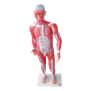 Human body anatomy model medical teaching 3D muscle anatomy model