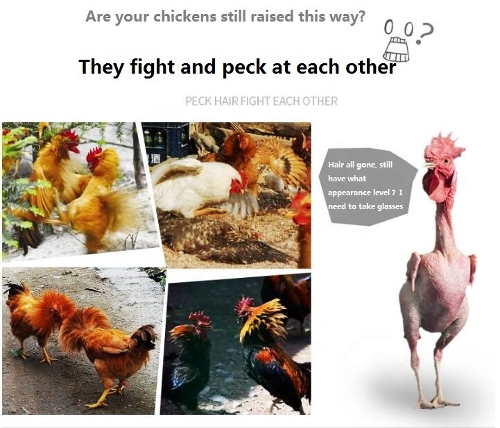 Creative Chicken Eyes Glasses Avoid Hen peck each other