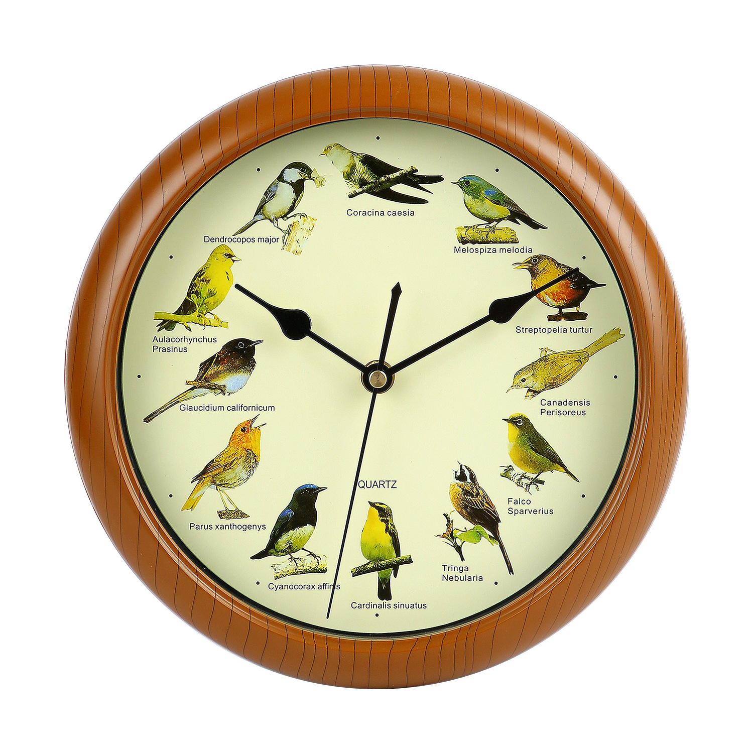 Home Decoration Wall Clock Enjoy 12 Seconds of Bird With Call Song from 12 favourite birds singing