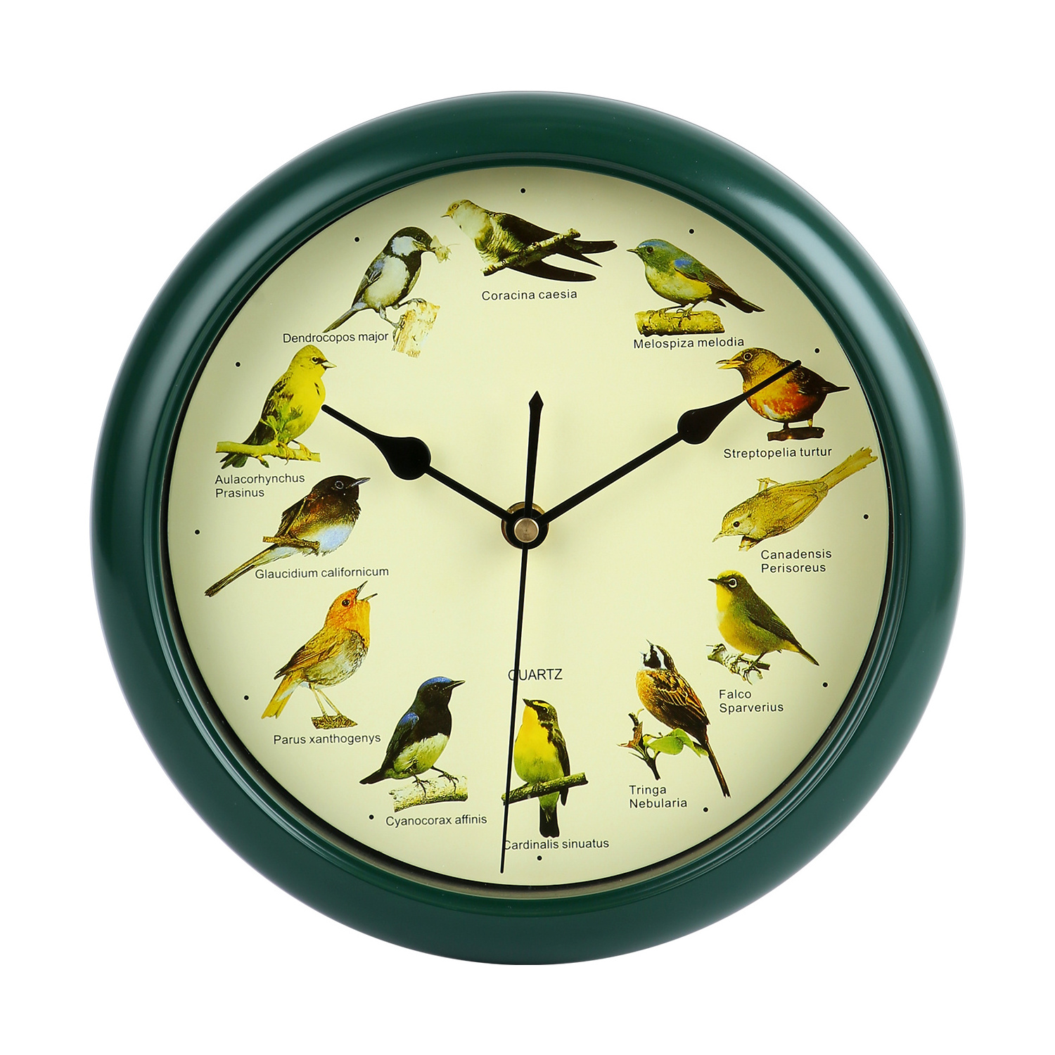 Home Decoration Wall Clock Enjoy 12 Seconds of Bird With Call Song from 12 favourite birds singing