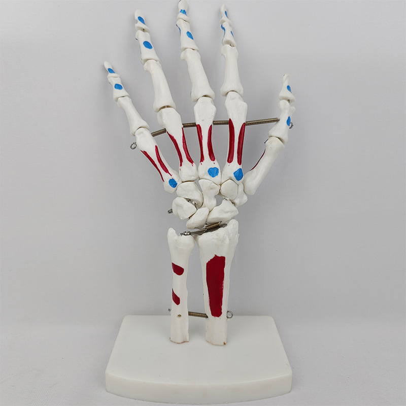 Hand joint muscle coloring model human hand joint ankle joint simulation model