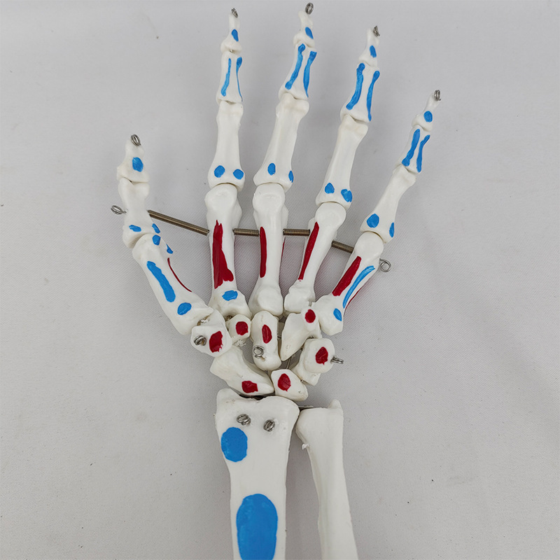 Hand joint muscle coloring model human hand joint ankle joint simulation model