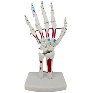 Hand joint muscle coloring model human hand joint ankle joint simulation model