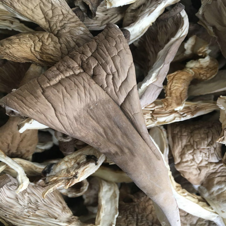 Wholesale Crisp And Delicious Dried Mushroom Oyster Mushroom